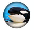 West Coast Orcas -4