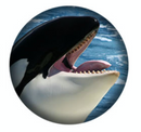 West Coast Orcas - 6