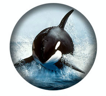 West Coast Orcas -1