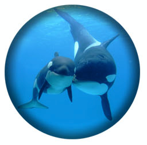 West Coast Orcas -2