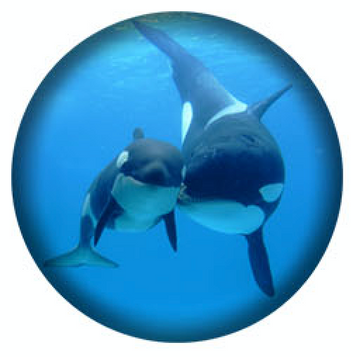 West Coast Orcas -2