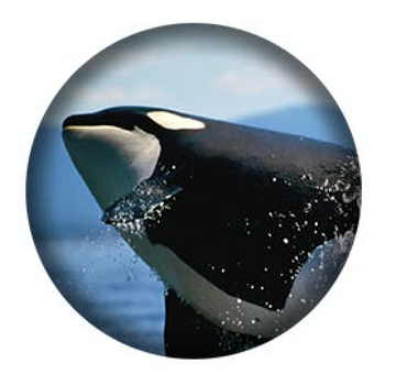 West Coast Orcas -3