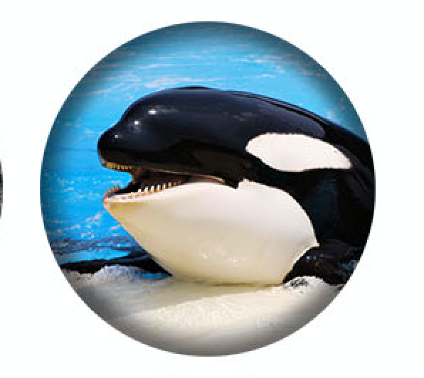 West Coast Orcas -4