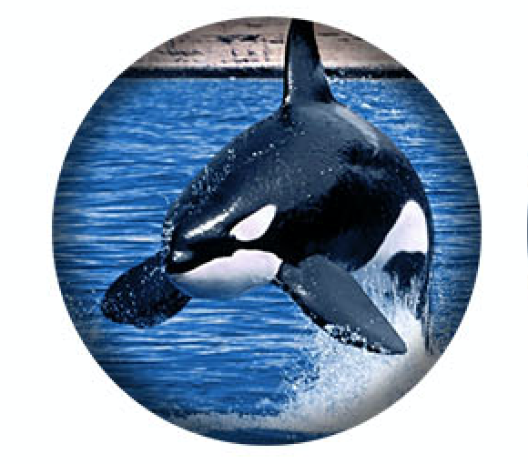 West Coast Orcas -5