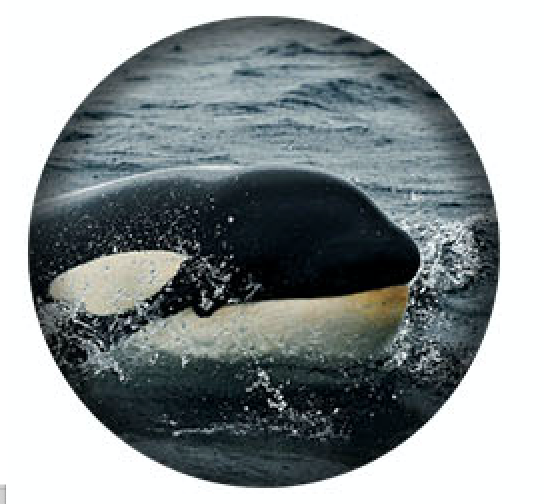 West Coast Orcas - 7