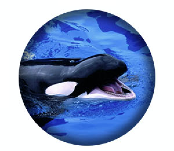 West Coast Orcas - 8