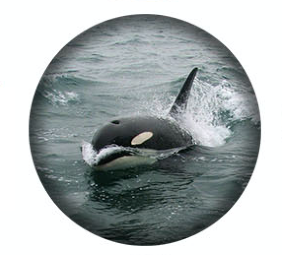 West Coast Orcas - 9