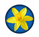Cancer Awareness Daffodil