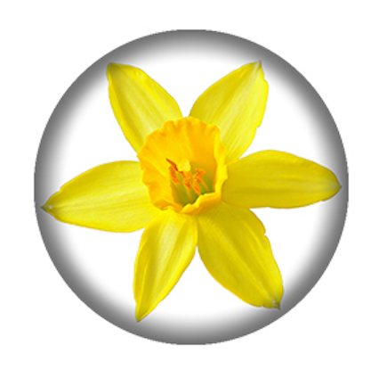 Cancer Awareness Daffodil #2