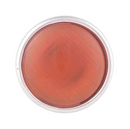 Cat's Eye Orange Petite